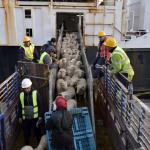 GROUPE SERPORT : MOBILISATION DES PORTS POUR L’ARRIVÉE DES MOUTONS DE L’AÏD AL-ADHA