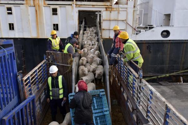 GROUPE SERPORT : MOBILISATION DES PORTS POUR L’ARRIVÉE DES MOUTONS DE L’AÏD AL-ADHA