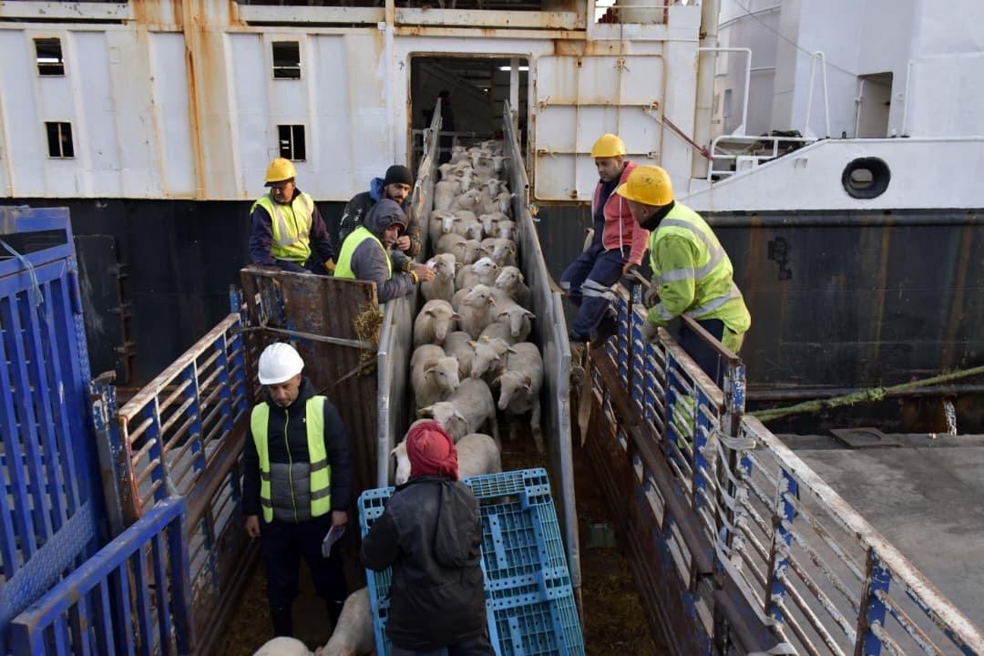 GROUPE SERPORT : MOBILISATION DES PORTS POUR L’ARRIVÉE DES MOUTONS DE L’AÏD AL-ADHA